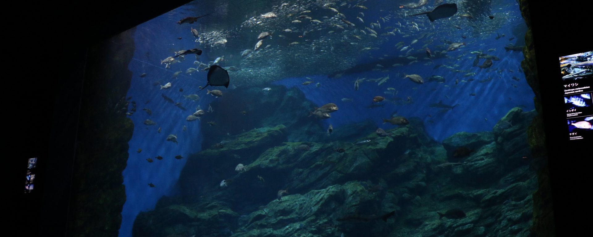 仙台うみの杜水族館お泊り体験会