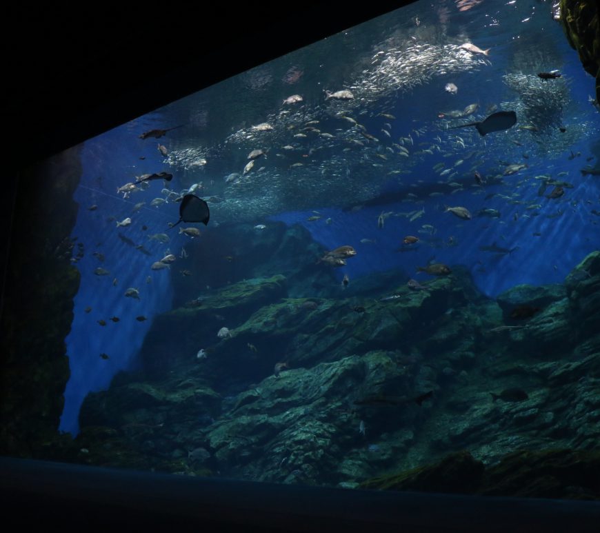 仙台うみの杜水族館お泊り体験会