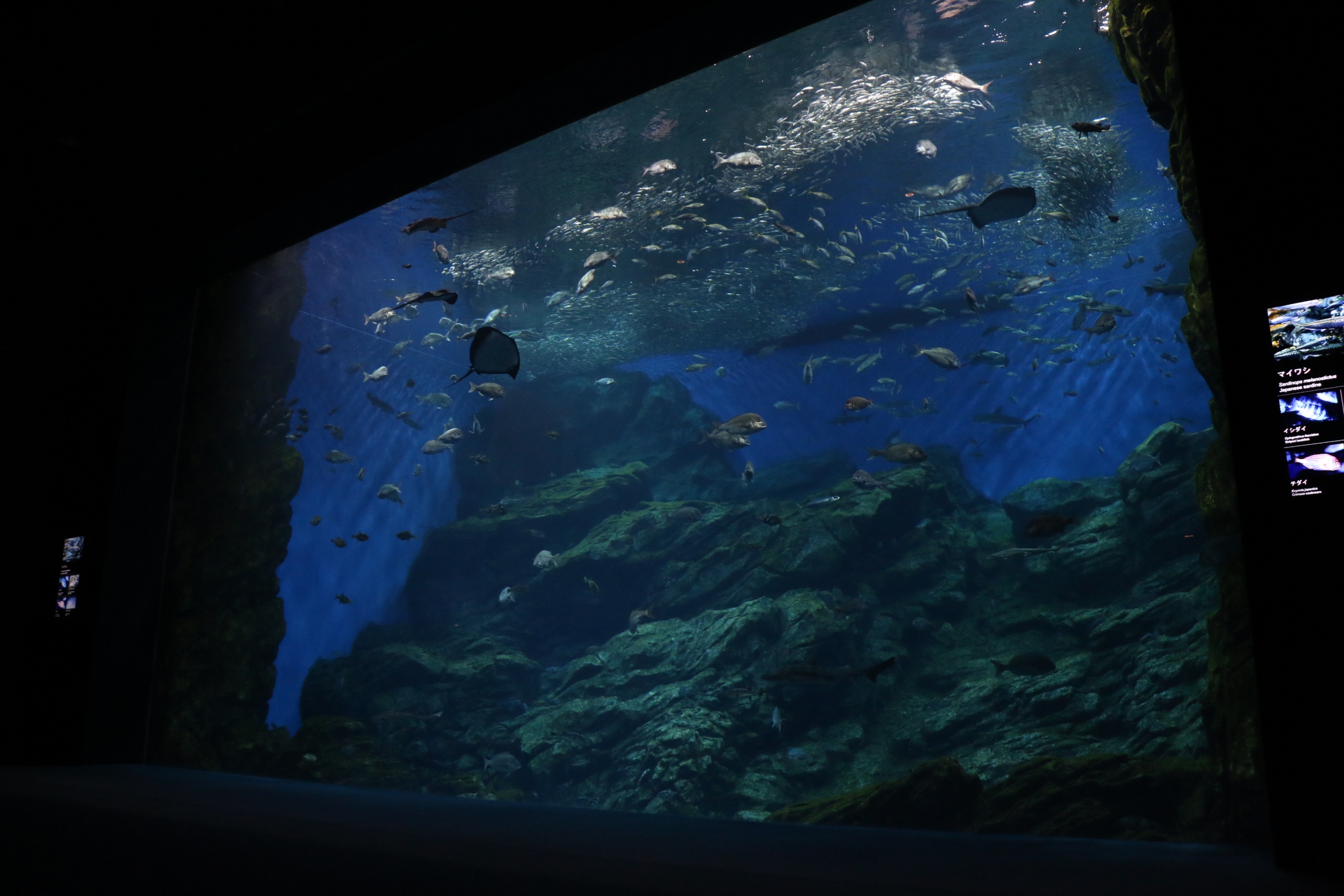 仙台うみの杜水族館お泊り体験会