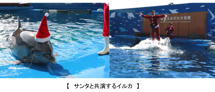 【仙台うみの杜水族館】うみの杜クリスマス♪