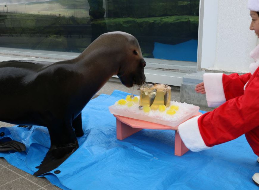 【仙台うみの杜水族館】うみの杜クリスマス♪オタリアクリスマスファンタジー