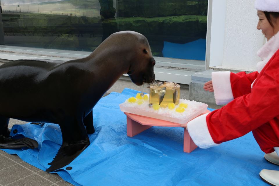 【仙台うみの杜水族館】うみの杜クリスマス♪オタリアクリスマスファンタジー